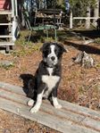  Bordercollie valp