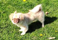 Tibetansk spaniel valp 