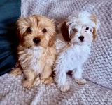 Cavapoo valpar 