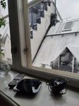 5st Telia Arris VIP1113L digitalboxar med/utan fjärr & adap