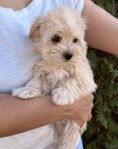 Bichon/Matles valp