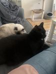 Måste tyvärr sälja mina pälsklingar