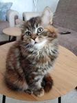 En söt katt