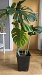 Monstera deliciosa 