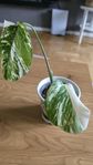 Monstera variegata Albo stickling 