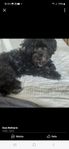 omplacering hund