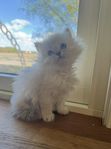 Ragdoll-kattungar 