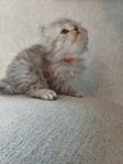 Kattunge Chinchillaperser/Brittisklånghår