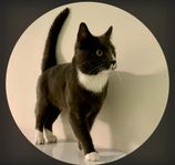 katt