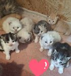 Maine Coon och Perser/ Ragdoll