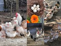 Avelsägg renrasiga Sulmtaler höns