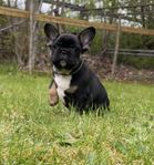 LEVERANSKLARA Fransk bulldog valpar 