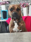 amstaff 