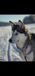 Alaska malamute/husky tik 1 år