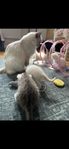 Ragdoll / Brittisk korthår 