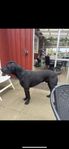 cane corso/rottweiler blandras