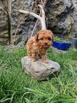 Pomapoo valp f 25.3. Lev. klar v. 23