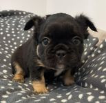 Fluffy Fransk Bulldog Valp 