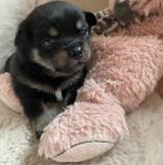 Underbara små pomeranian blandras valpar Tik korthårig