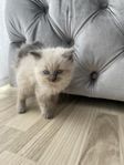 Ragdoll Kattungar