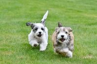Skk registrerade Bichon Havanais 