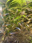 blue star endlers guppy