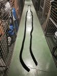 Battleropes