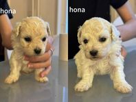 Hund Bichon Frisé