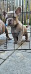 Isabella fransk bulldog valpar tik LEVERANS KLARA