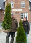 Thuja