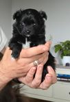 valp pomchi/chihuahua 