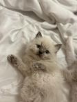 Ragdoll kattungar