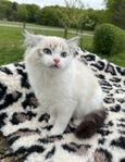 Ragdoll kattunge 
