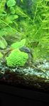 ancistrus