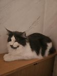 Norsk skogkatt med stamtavla 