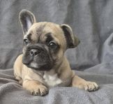 Fransk bulldog valpar