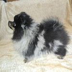 pomeranien valp 