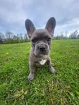 fransk bulldog