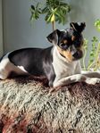 Terrier Brasiliero tik 1år