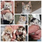 kattungar