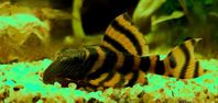 L-mal pleco L397