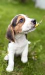 Underbara Beagle-valpar // redo att flytta hemifrån!