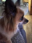 6årig papillonblandis. 