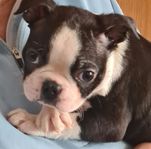 Bostonterrier tik valp 3.5 mnd