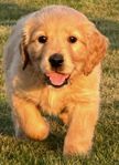 golden retriever valp hane levklar