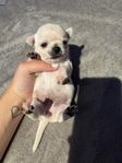 Chihuahua valpar 