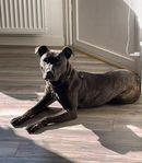 Amstaff tik 8 månader söker nytt hem