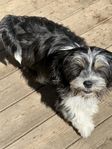 Blandras Valpar Shih Tzu/ Tibetansk spaniel 