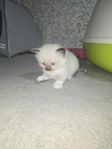 Ragdoll