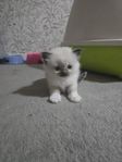 Ragdoll